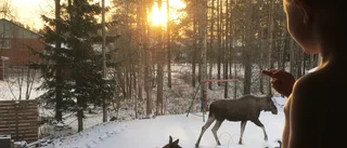 Läsarbilden: Älgar på besök   