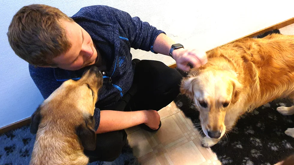 Emil Friberg med Bosse och Milla som är två av dagishundarna på Eskilstuna Hundcenter.