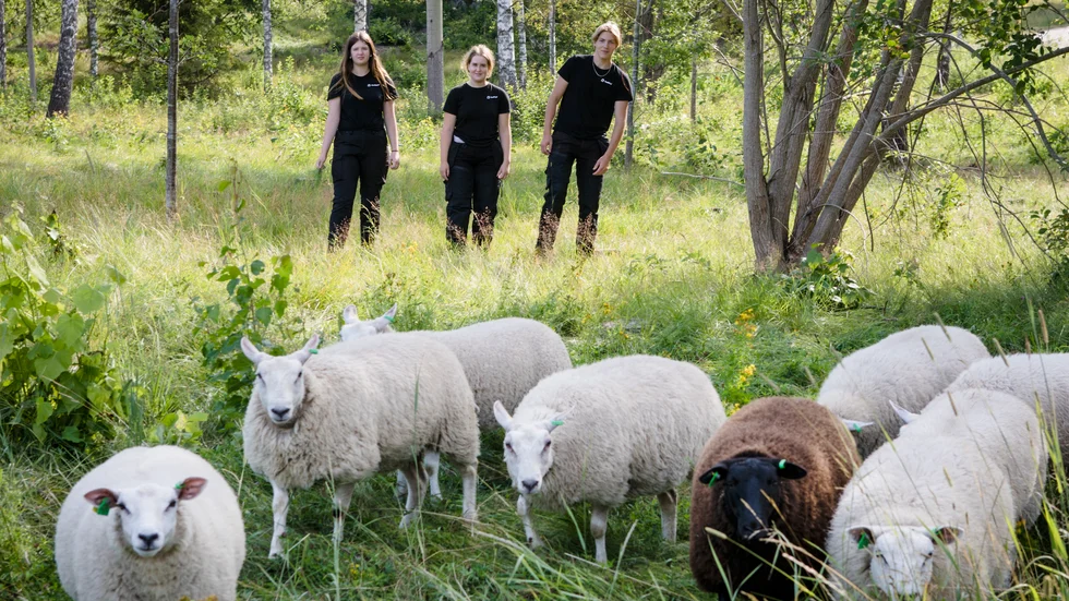 Feriearbetarna Saga Lindgren, Lovisa Jansson och Joel Eriksson har trimmat ogräs i hagen där fåren går. 