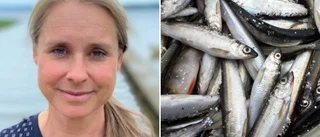 Forskaren om siklöjastoppet: "Nära en kritisk nivå"