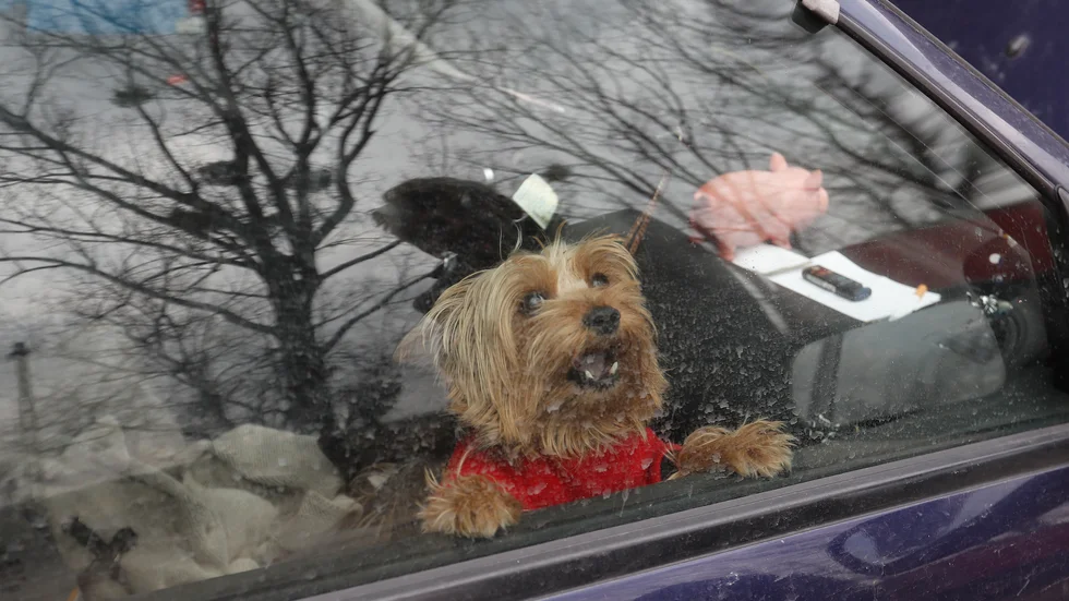 Hundar svettas inte som människor och blir därför lätt överhettade. På bilden tittar en hund ut genom en vindruta i ungerska Szada. Arkivbild.