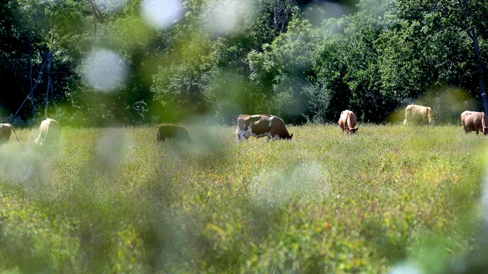 Det betade haglandskapet är, näst efter den tropiska regnskogen, världens mest artrika biotop, skriver bland andra Ebba Busch, partiledare för Kristdemokraterna.