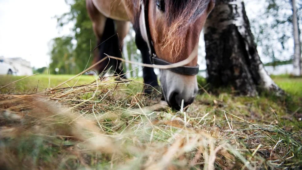 OLYCKA. När munstegen föll igen klämdes veterinärens ringfinger. Hästen på bilden har ingenting med artikeln att göra.