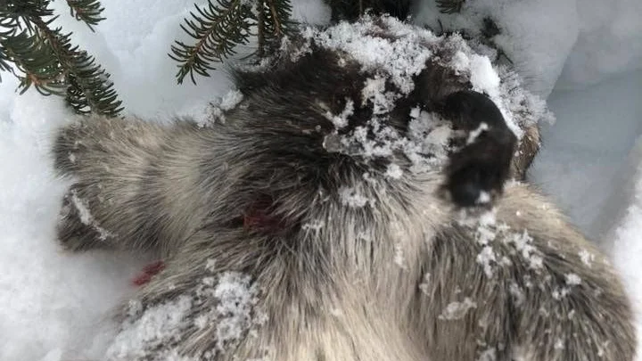 Lämnad. En ungren lämnades i plågor vid skoterspåret mellan Vittangi och Vivungi i helgen. Någon hade kört på djuret och lämnat det att dö.