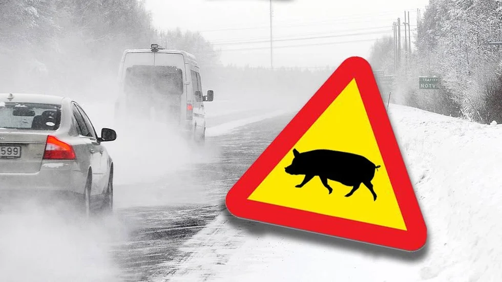 Flera trafikanter slog larm till polisen, men grisen var infångad innan de hade hunnit fram till platsen.