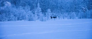 Bilder: Älgar i Norra hamn