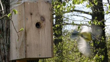 Full fart. Blåmesföräldrarna är flitiga med att mata sin nyfödda unge.
