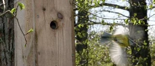 Vårskriket förenar natur och kultur