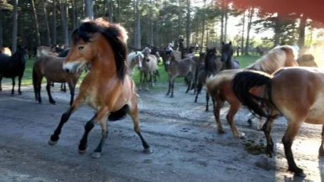 kung. I går släpptes han bland stona i russflocken, den nye hingsten Lego-Lasse. Frustande rusade han in i hagen, stilig och grann. Men stona lät sig inte imponeras. De vände honom ryggen och sparkade bakut när han försökte göra närmanden.
