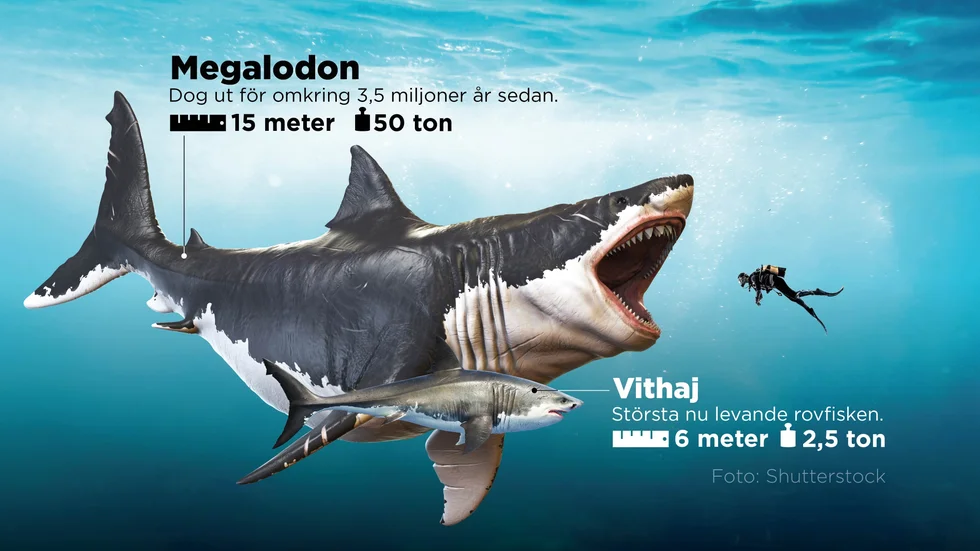 Megalodon tros vara den största fisk som levt på jorden.