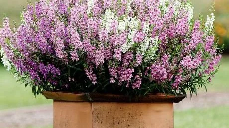 Angelonia i kruka