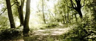 Lummelunda trädpark invigd