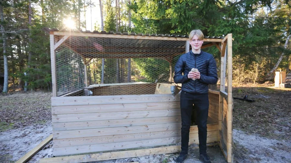 Axel Hellström i Ljugarn är oerhört mån om sina vaktlar och flyttar buren regelbundet så att de får en fräsch miljö.