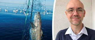 Forskare slår larm om torsken: "Zombiefisk"