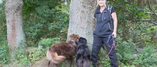Hennes hundar räddar skogen från barkborren