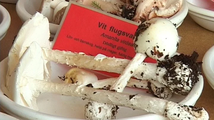 STOCKHOLM 20080829 Vit flugsvamp, som innehåller det giftiga ämnet amatoxin.En kvinna vårdas på fredagen på Sahlgrenska sjukhuset i Göteborg med livshotande symtom på förgiftning. Hon misstänks ha ätit lömsk flugsvamp, som liksom vit flugsvamp innehåller giftet amatoxin.
 Foto:  Karin Markhede / TT / SCANPIX / kod 10510
---VIDEOGRAB---