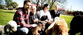 600 gotländska hundar kan andas ut