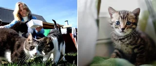 Katthemmet hotas av nya regler