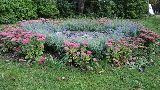Alldeles innanför grinden blommar kärleksört och nepeta tillsammans i en fin blålila färgkombination.