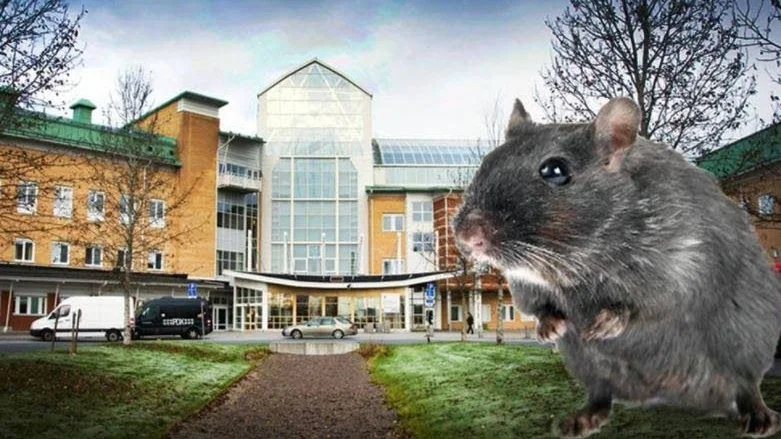 RÅTTORNA. Skadedjuren fortsätter att förpesta Sunderby sjukhus. Nu måste en sopkomprimator bytas ut.