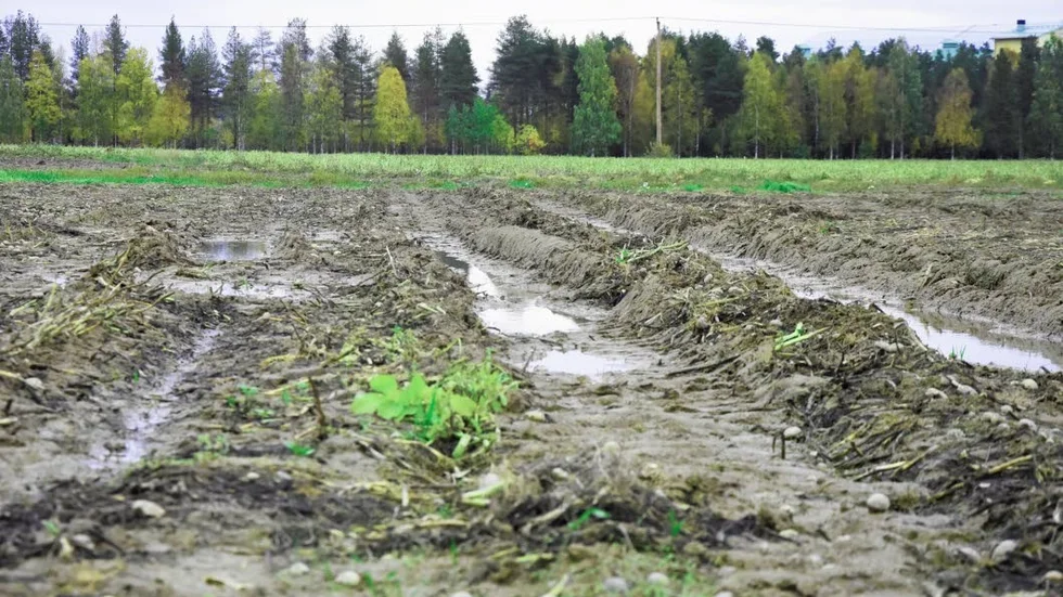 Regn. Vissa platser i Södra Sunderbyn har regn samlat sig på potatisfälten, vilket kan försämra potatisens kvalité.