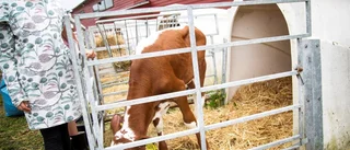 BILDER: Succéfestivalen lockade tusentals
