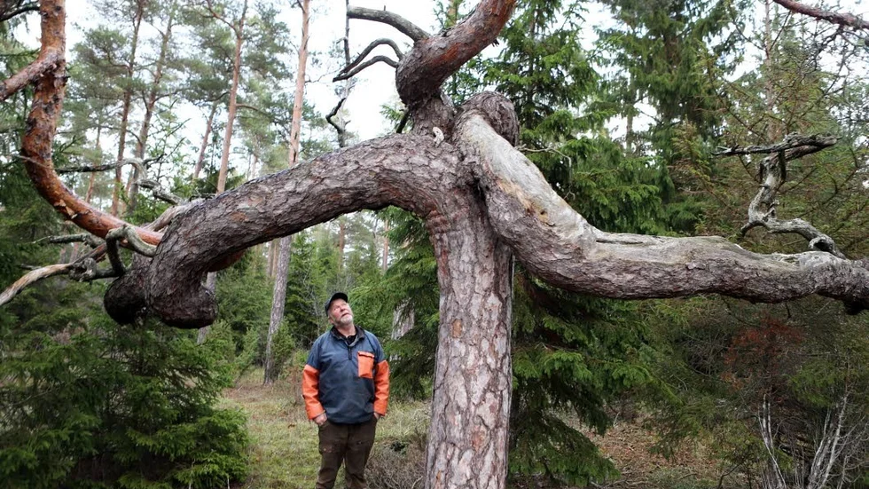 Gunnar Norrby under ”Gotlands häftigaste tall” i Gothem. Förutom att vara skogsbrukare så är han även fiskare, vilket han tycker är en bra kombination.