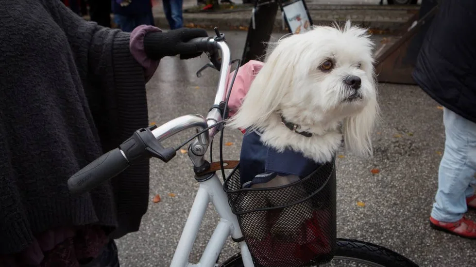Hunden Buster längtar efter korv.