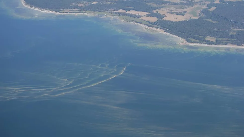 Alger öster om Gotland.