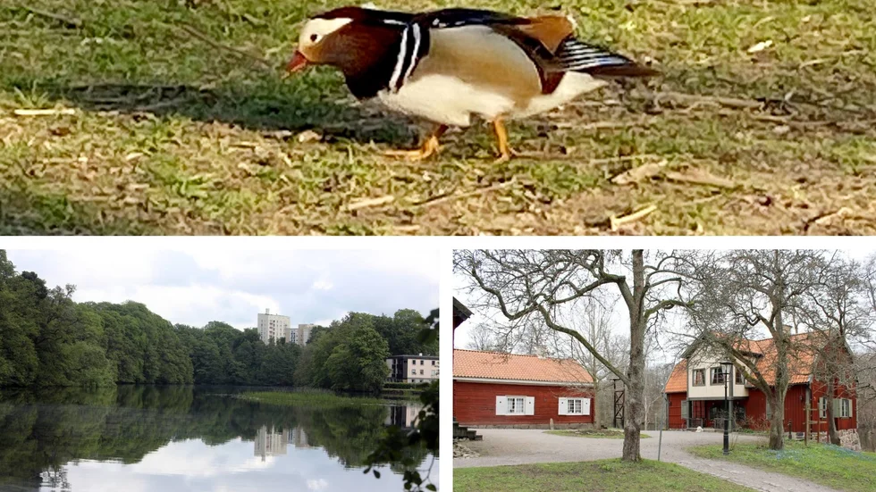Den färgglada och lite ovanliga mandarinanden har varit på besök kring Åbackarna och Färgargården de senaste dagarna.