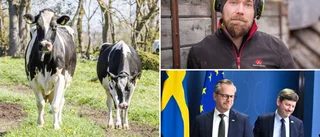 Nytt miljardstöd till lantbrukarna • LRF Gotland: ”Behövs för att kunna betala räkningarna”