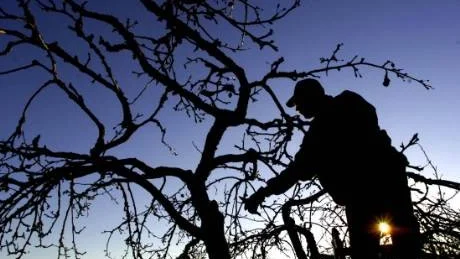 Trädbeskärning när februarisolen strålar från klarblå himmel.Foto: Jack Mikrut /SCANPIX