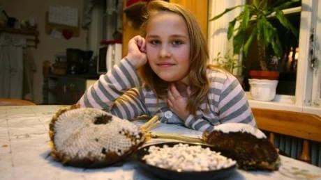 Ung företagare. Tioåriga Julia Österlund vann Gotlands Allehandas vandringspris till bästa 4H-företag 2007. Hon har framgångsrikt odlat ståtliga solrosor och producerat ett överskott av solrosfrön, som ska föda hungriga småfåglar i vinter. Foto: Tobias Wallström