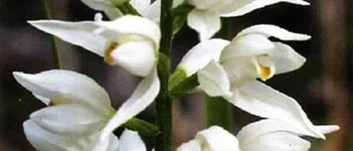 Blommor och dikter i skön kombination