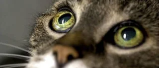 Släng på en film - för katten!