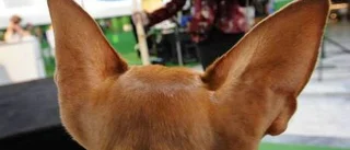 Tvingas ge hunden lugnande