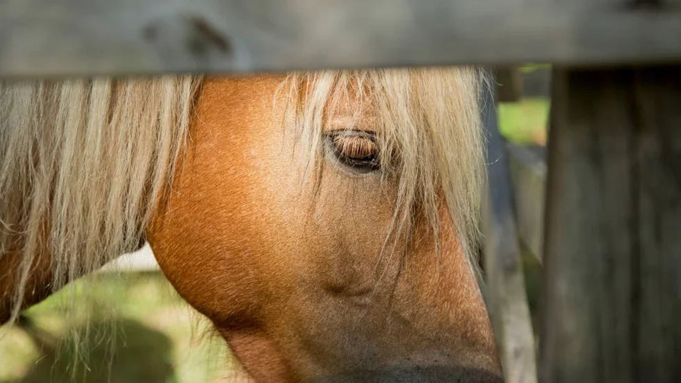 Under premieringen tittar domarna på rastyp, huvud, hals och bål samt på hur hästen rör sig i både skritt och trav.