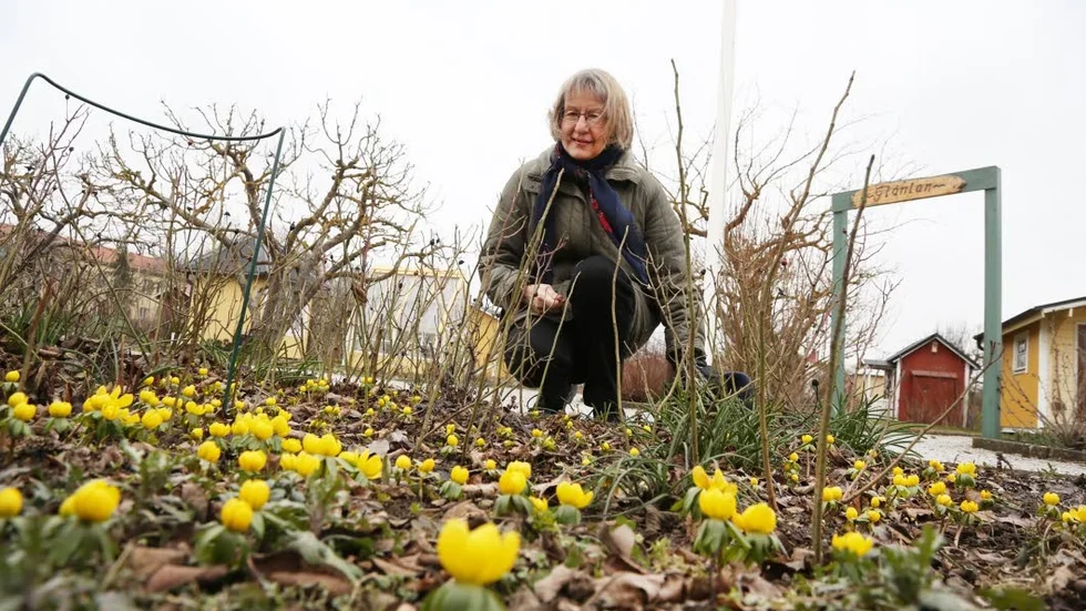 Odlarglädje. Monica Fahlström är vice ordförande i Visby norra koloniträdgårdsförening där hon haft en odlingslott sedan 2004.