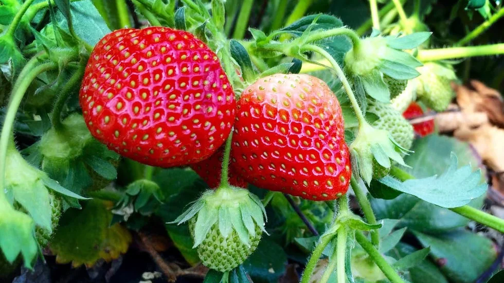 Redan i förra veckan tittade några röda gubbar upp bland plantorna.