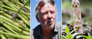 Kritisk natt väntar för sparrisen • "Otroliga volymer som kan gå förlorade"