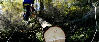 Syns inte skogen för alla träd?