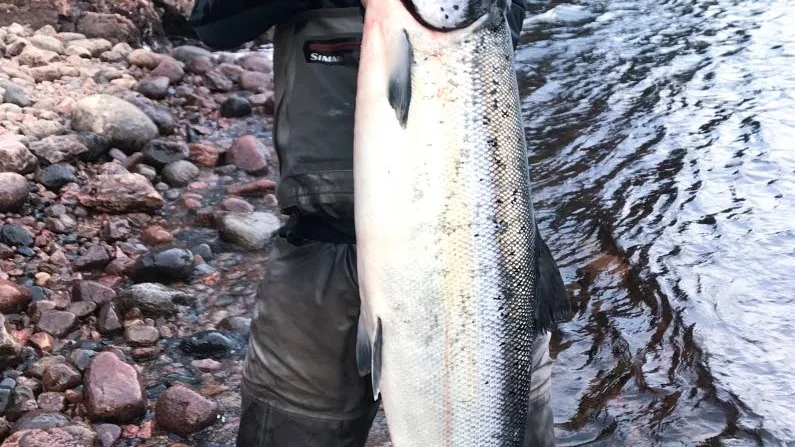 DRÖMFISK. ”En meter till hade laxen varit ute i forsen”, säger Mattias Holmström om jättelaxen han fångade i Jockfall under veckan