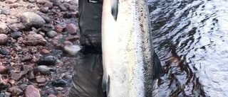 Rekordfiskaren: "Den small bara på"