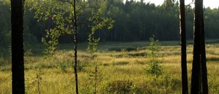 Hur ska Norrköping arbeta för att återställa natur?