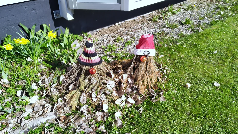 Tomtar på loftet? Nej, på gräset. 
