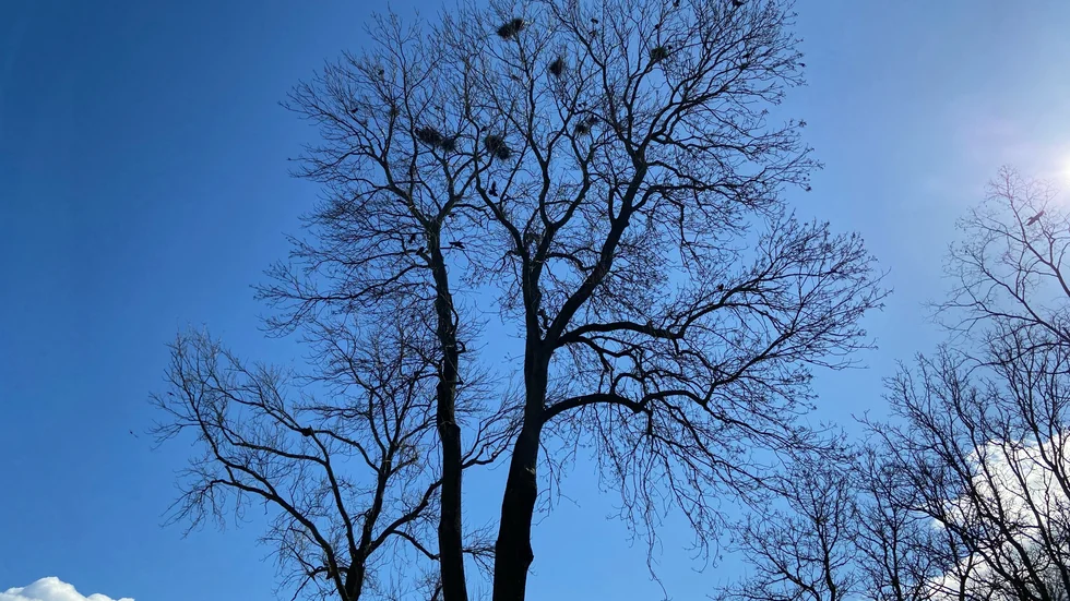 En stor flock råkor bygger sina bon vid klosterkyrkan.