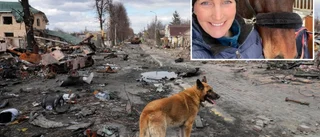 Gotländskan bestört över hästarnas lidande i Butja – fyller lastbil med foder och mediciner • ”Jag måste göra något!”