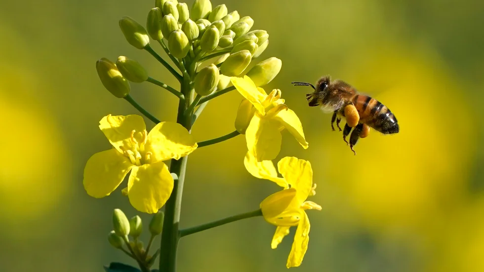 Ett bi på väg mot en rapsblomma. Arkivbild.