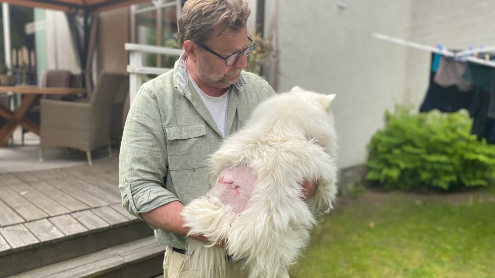 Anders Lindgren förstod inte först att Wilda var skadad. "När jag klappade och kelade med henne märkte jag ingenting. Inte förrän senare på dagen upptäckte min fru Carin att det blödde på ryggen på Wilda."