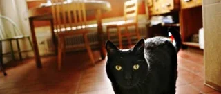 Katter som knegar